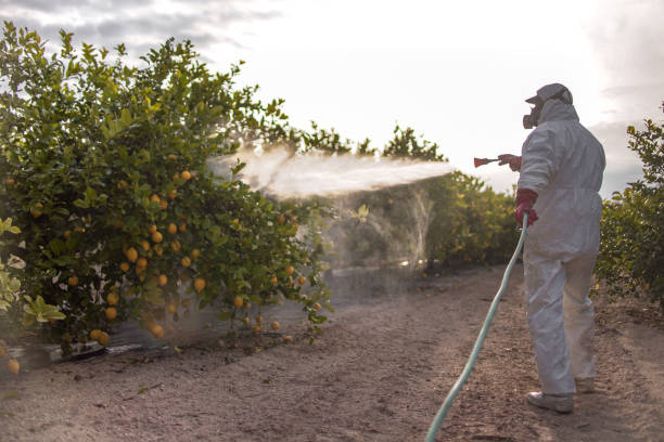 Best Termite Control Services  in Wayne, WV
