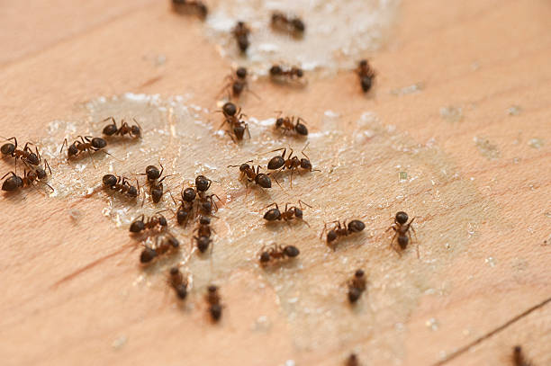 Best Affordable Pest Control Services  in Wayne, WV