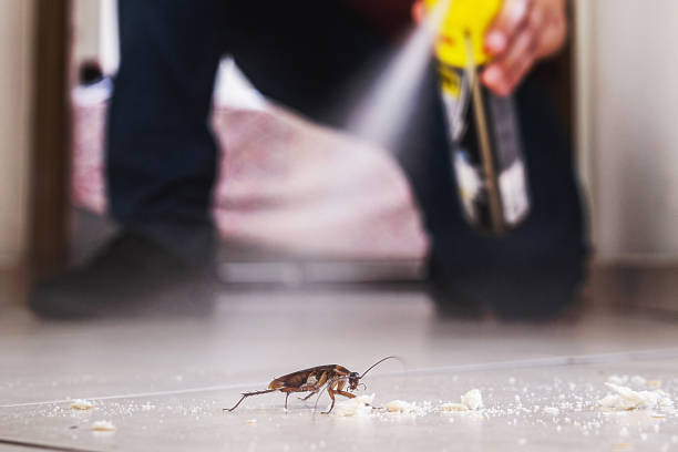 Best Insect Control  in Wayne, WV